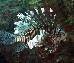 lionfish