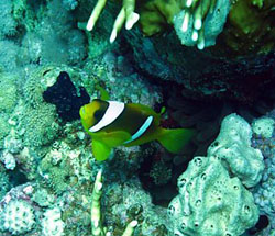 nemo