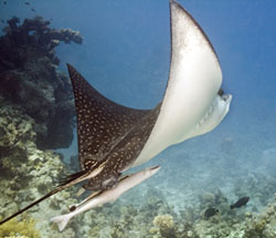 ray