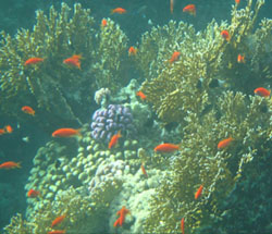 fish