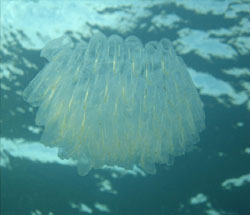 more jellys