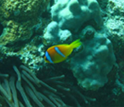 Nemo