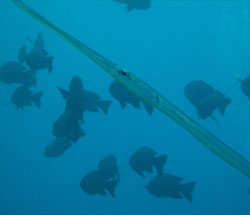 coronet fish