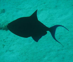 trigger fish